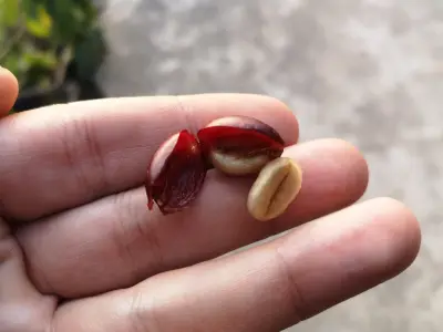 Kawa i klimat: co naprawdę zmienia się na plantacjach