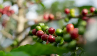 Arabica o robusta: le differenze e perché le miscele italiane le uniscono